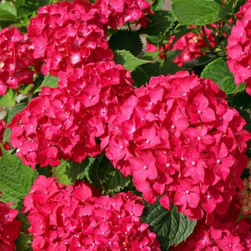 Гортензія широколиста Ред Барон (Hydrangea macrophylla Red Baron), р9