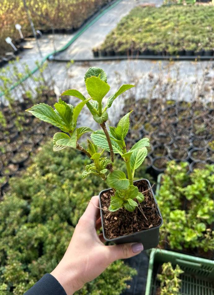 Гортензія широколиста Ред Барон (Hydrangea macrophylla Red Baron), р9