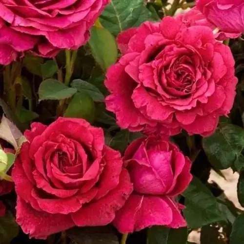 Троянда «4 вітрів» (фр. La Rose des 4 Vents)