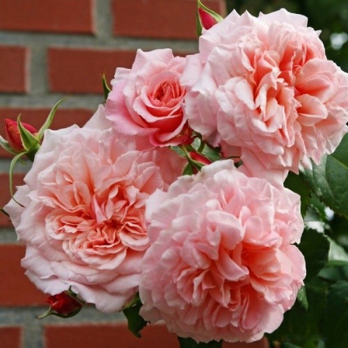 Троянда Роз Де Толбіак (Rose de Tolbiac)