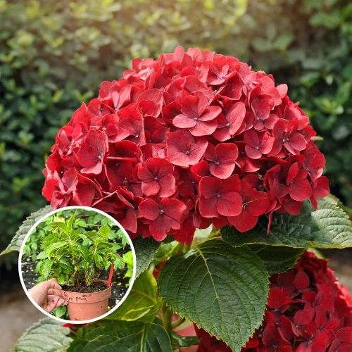 Гортензія широколиста Royal Red (Роял Ред), F14