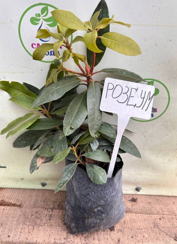 Рододендрон Roseum Elegans (Розеум Елегантс), 3л
