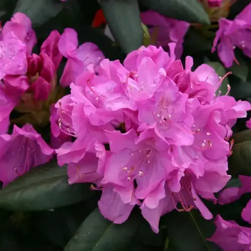 Рододендрон Roseum Elegans (Розеум Елегантс), 3л