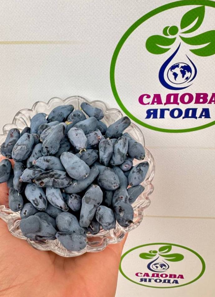 Жимолость Бореал Б'юті (3 роки)