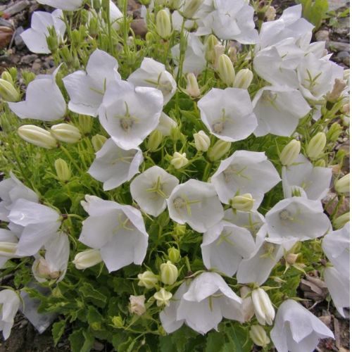 Кампанула Карілон Вайт (Carillon White), 1л