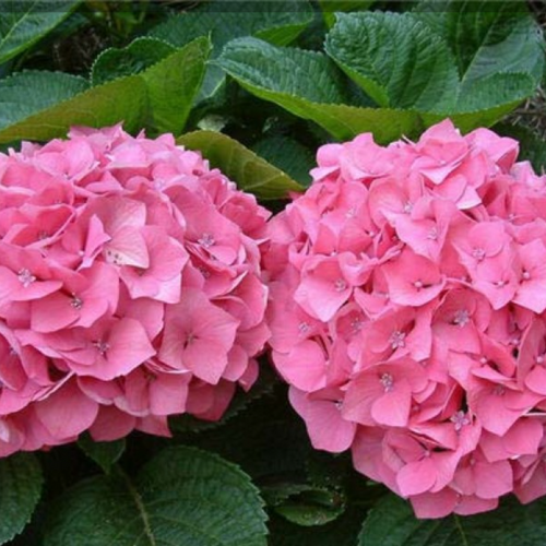 Гортензія широколиста Silky Pink (Сілкі Пінк), F14