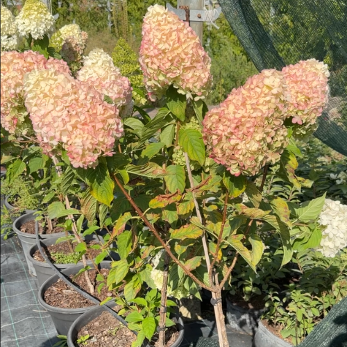 Гортензія волотиста на штамбі Living Pink & Rose