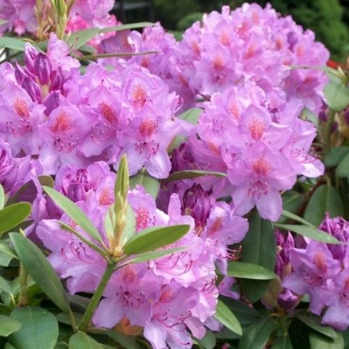 Рододендрон Catawbiense Grandiflorum (Катабієнце Грандіфлорум), 2р 2л