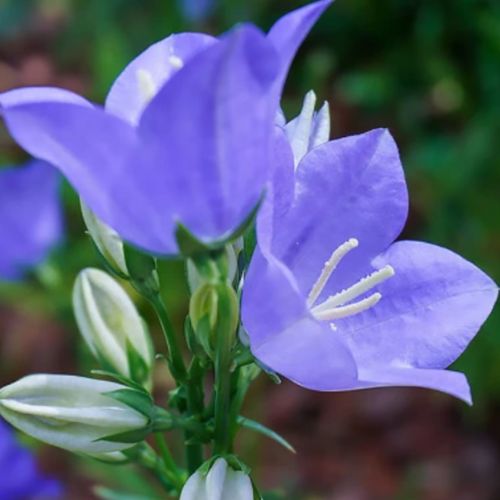 Кампанула Jingle Blue (Джангл Блу), 1л