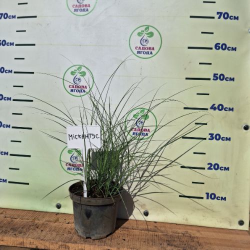 Міскантус (Miscanthus), 2 л