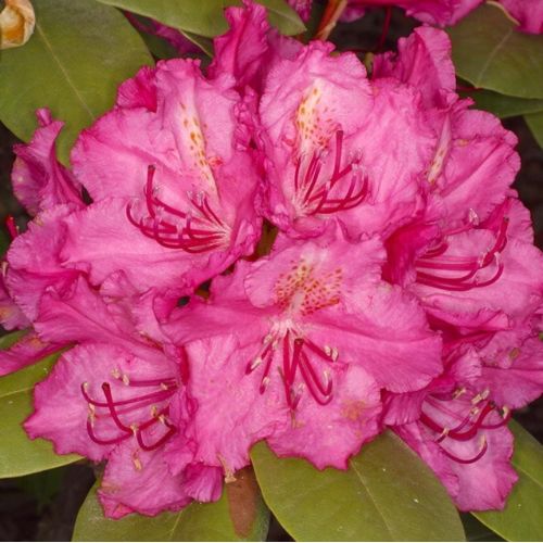 Рододендрон Pearce's American Beauty (Пірсіз Амерікан Бюті), 2р 2л