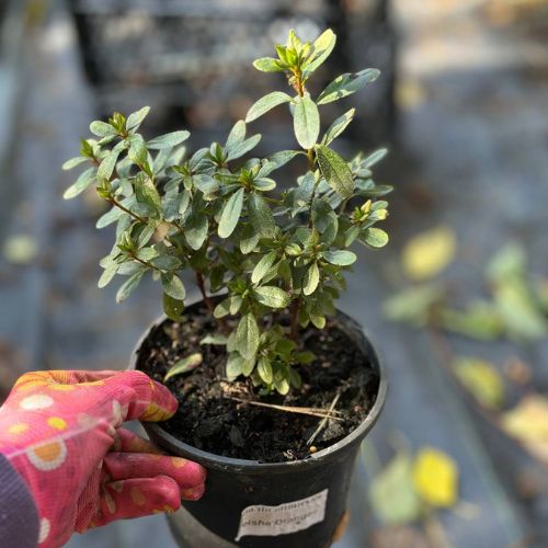 Азалія японська Гейша Оранж (Azalea japonica ‘Geisha Orange’)