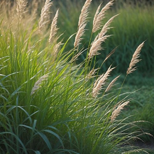 Міскантус (Miscanthus), 2 л