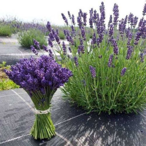 Лаванда англійська Прованс Блю (Provence Blue) вузьколиста, 1л