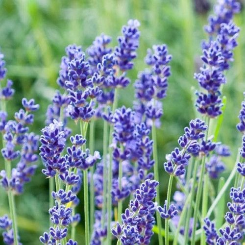 Лаванда англійська Прованс Блю (Provence Blue) вузьколиста, 1л