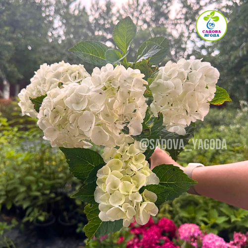 Гортензія крупнолиста Саксон Брайт Увайт (Saxon Bright White) F10-12