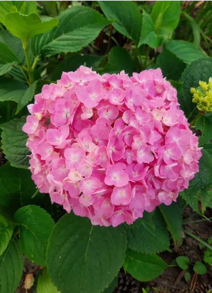 Гортензія широколистна рожева (HYDRANGEA MACROPHYLLA PINK), 3л