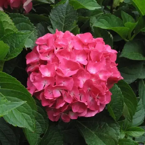 Гортензія крупнолиста «Сибілла» (Sibilla), р9
