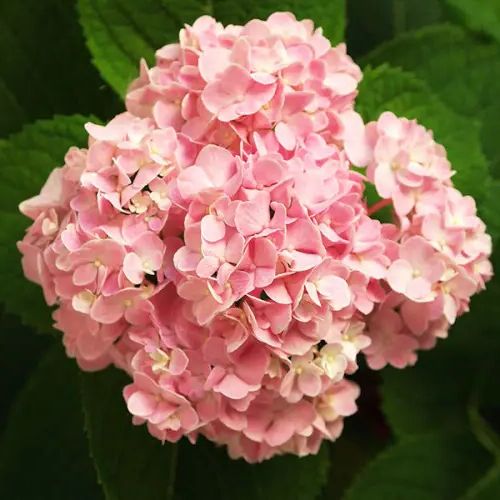 Гортензія широколиста Silky Pink (Сілкі Пінк), F14