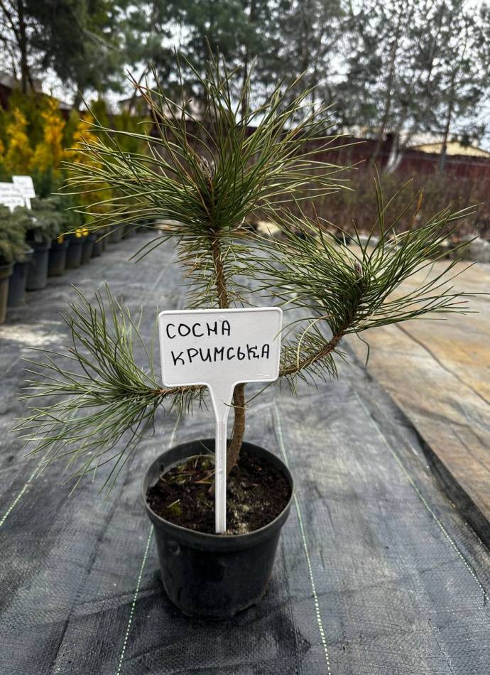 Сосна Кримська, 1,5 л