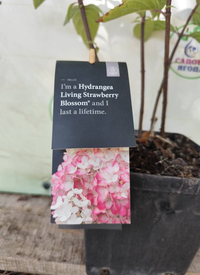 Гортензія волотиста Living Strawberry Blossom, 4л
