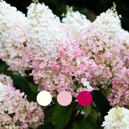 Гортензія волотиста Living Strawberry Blossom, 4л