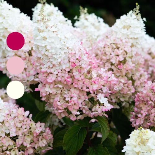 Гортензія волотиста Living Strawberry Blossom, 4л