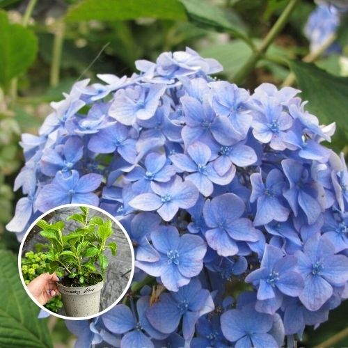 Гортензія широколиста Sweety blue (Світі Блю), F14