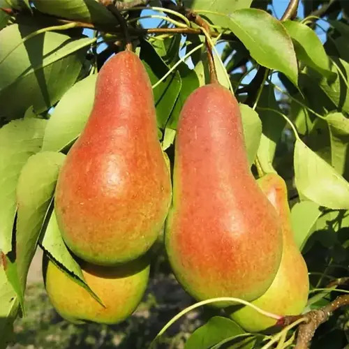 Груша Талгарська Красуня, 2 роки