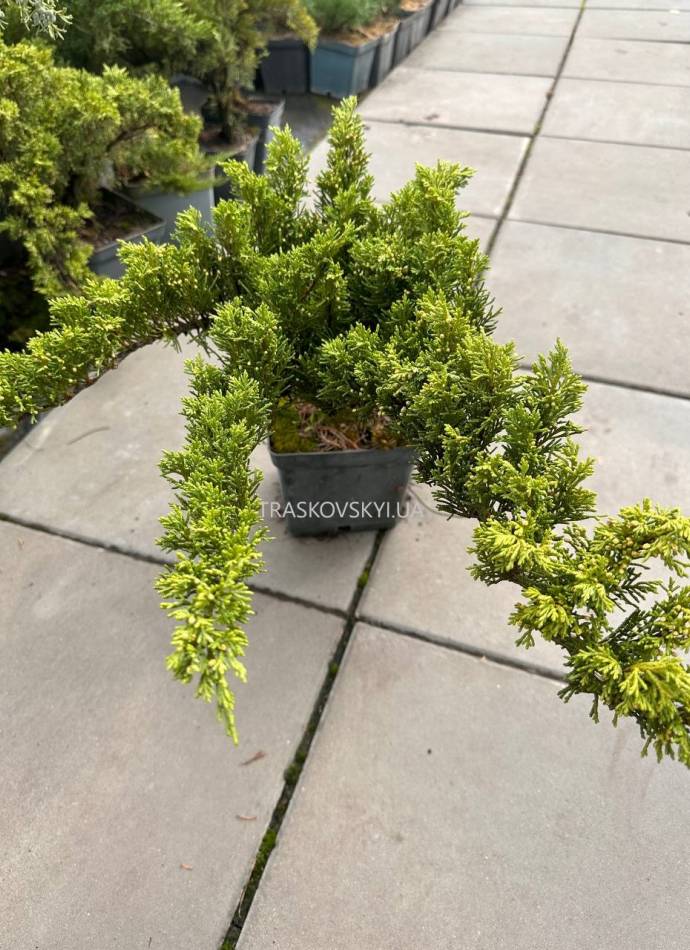 Ялівець козацький Тамарисцифолія (Tamariscifolia), 3л