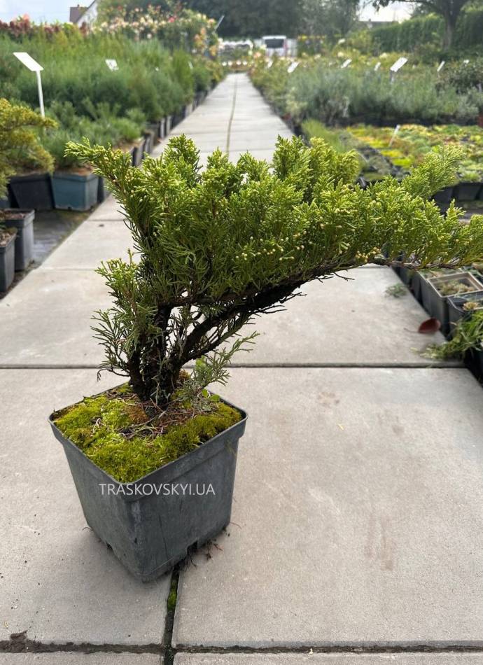 Ялівець козацький Тамарисцифолія (Tamariscifolia), 3л