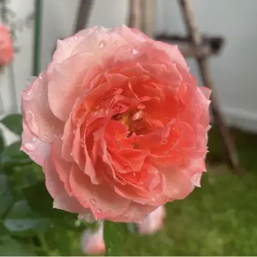 Троянда Принцеса Сакура, японська (Princess Sakura)