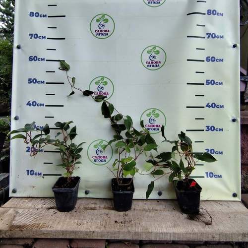 Актинідія аргута Вейкі (Weiki), 0,5л