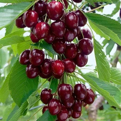 Колоновидна вишня Королева