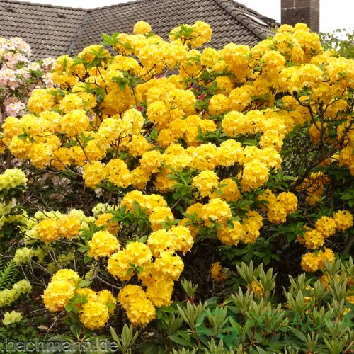 Азалія листопадна Yellow Pom Pom (Єллов Пом Пом) 2 р 3л