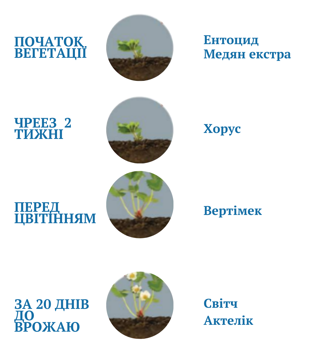 схема обробки полуниці