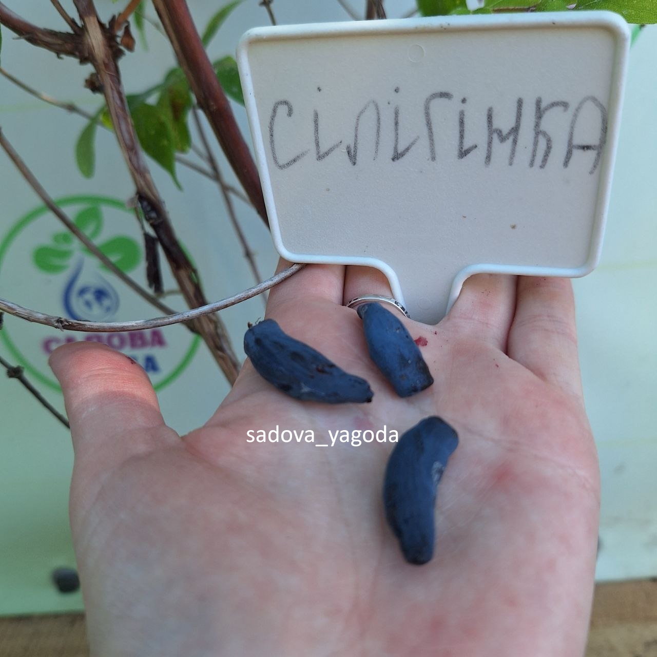 ягоди жимолості сорт Сілігінка
